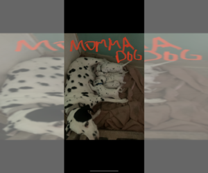 Mother of the Dalmatian puppies born on 06/16/2022