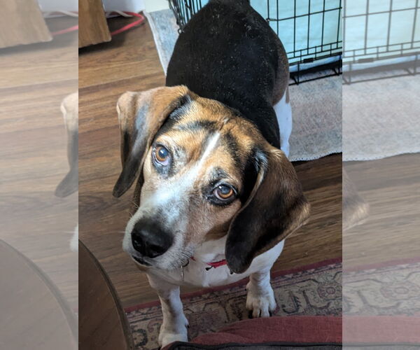 Medium Photo #15 Beagle Puppy For Sale in Dunnellon, FL, USA