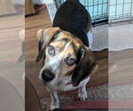 Small #14 Beagle