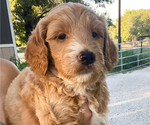 Small Photo #7 Goldendoodle Puppy For Sale in SAN ANTONIO, TX, USA