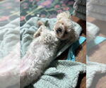 Small Photo #4 Maltese-Unknown Mix Puppy For Sale in Lake Forest, CA, USA