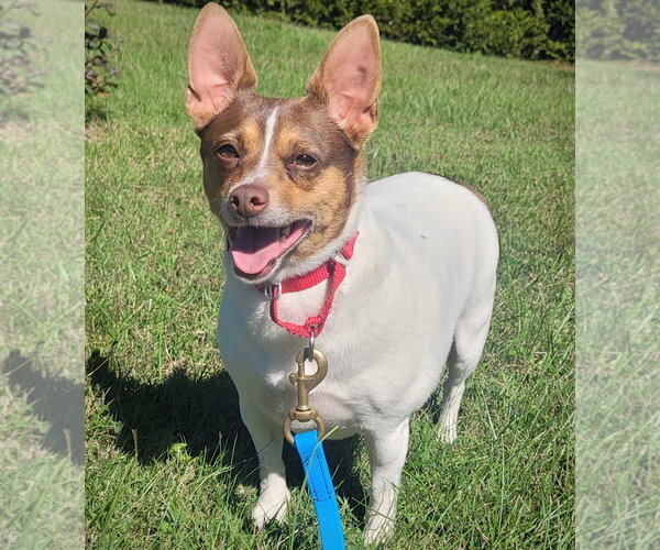 Medium Photo #1 Rat Terrier Puppy For Sale in Atlanta, GA, USA