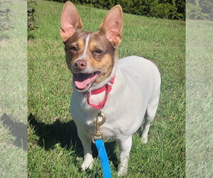 Rat Terrier Dogs for adoption in Atlanta, GA, USA