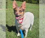 Toefoo (VA) - Female Rat Terrier Dog for Adoption - Small photo