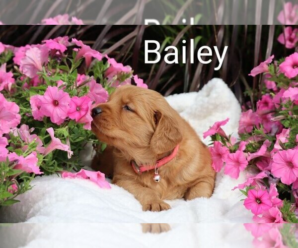 Medium Photo #14 Golden Retriever Puppy For Sale in LOYAL, WI, USA