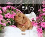 Small #3 Golden Retriever