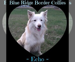 Father of the Border Collie puppies born on 05/15/2025