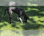 Small Photo #15 Great Dane Puppy For Sale in Bullard, TX, USA