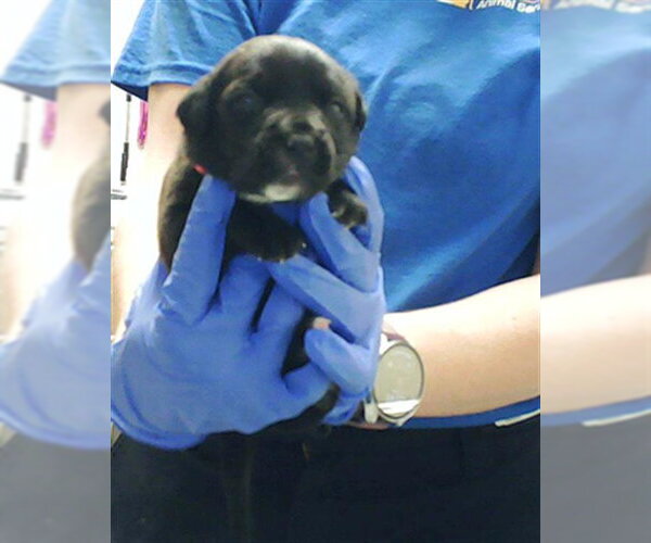 Medium Photo #1 Mutt Puppy For Sale in Fayetteville, NC, USA