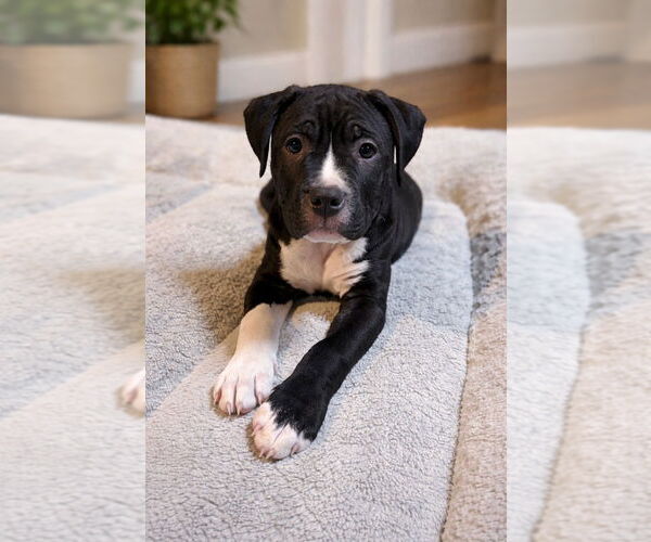 Medium Photo #3 Boxer Puppy For Sale in Brights Grove, Ontario, Canada