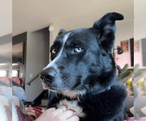 Labrador Retriever-Siberian Husky Mix Dogs for adoption in Omaha, NE, USA