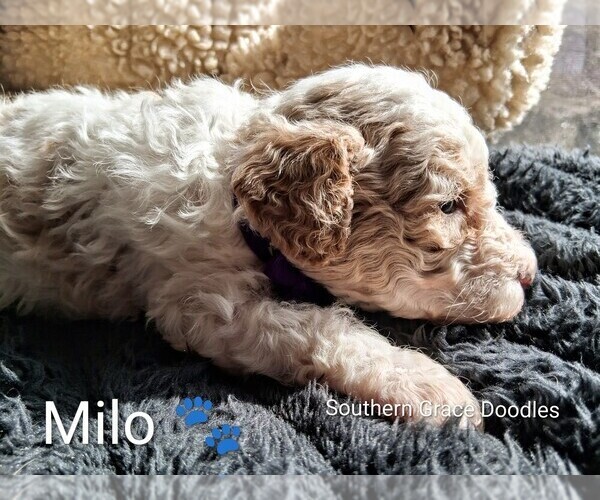 Medium Photo #12 Goldendoodle (Miniature) Puppy For Sale in GASTONIA, NC, USA