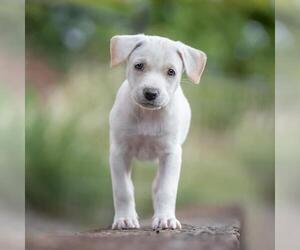Golden Retriever-Unknown Mix Dogs for adoption in San Diego, CA, USA