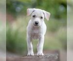 Small Golden Retriever Mix