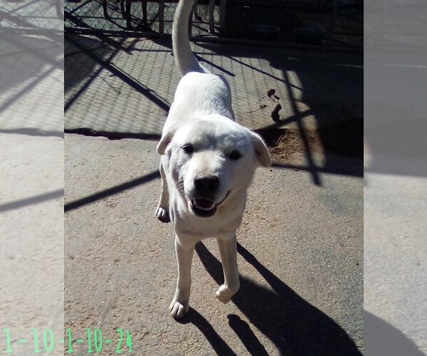Medium Photo #3 Mutt Puppy For Sale in Apple Valley, CA, USA