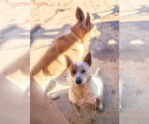 - Mix Dogs for adoption in Pena Blanca, NM, USA