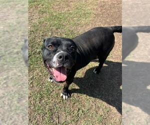 Mutt Dogs for adoption in Riverside, CA, USA