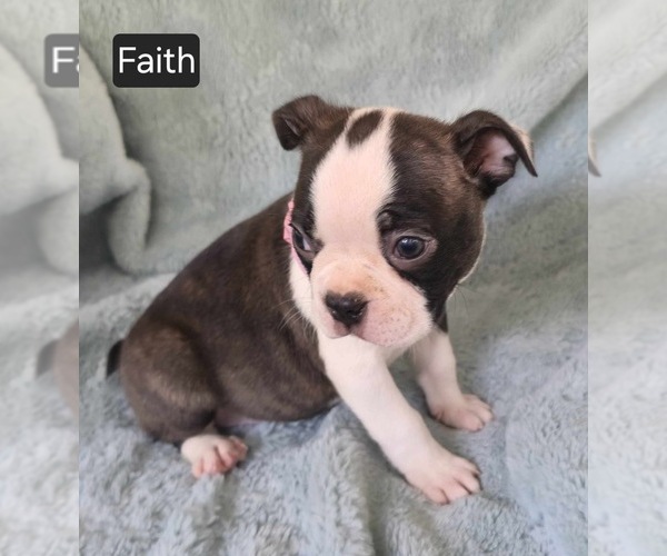 Medium Photo #4 Boston Terrier Puppy For Sale in MINERAL WELLS, WV, USA