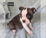 Small #3 Boston Terrier