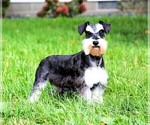 Small Photo #1 Schnauzer (Miniature) Puppy For Sale in SYRACUSE, IN, USA