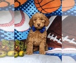 Small Photo #1 Miniature Labradoodle Puppy For Sale in KIRKWOOD, PA, USA