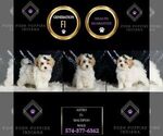 Small #5 Maltipoo