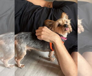 Mutt Dogs for adoption in Philadelphia, PA, USA
