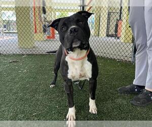 American Pit Bull Terrier-Unknown Mix Dogs for adoption in Tavares, FL, USA