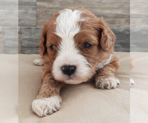 Medium Photo #6 Cavapoo Puppy For Sale in CARLISLE, KY, USA