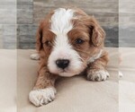 Small #5 Cavapoo