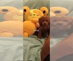 Puppy Puppy 6 Orion Poodle (Miniature)