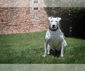 Bull Terrier Dogs for adoption in Bardstown, KY, USA