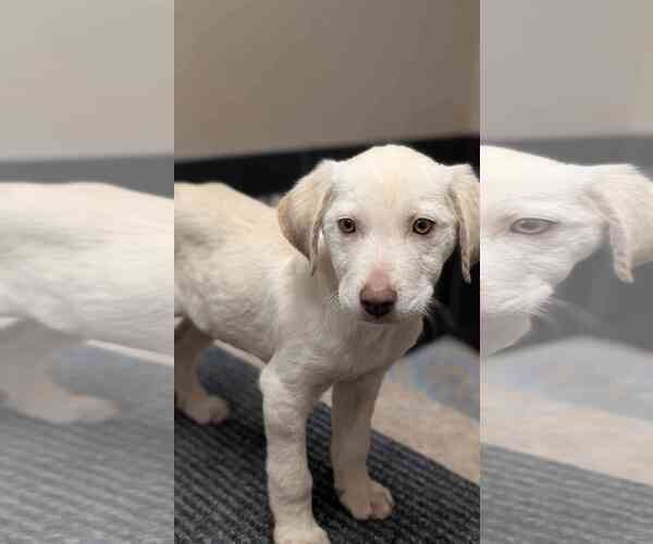 Medium Photo #4 Labrador Retriever-Unknown Mix Puppy For Sale in Fort Worth, TX, USA