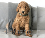 Small Photo #10 Goldendoodle Puppy For Sale in UTOPIA, TX, USA