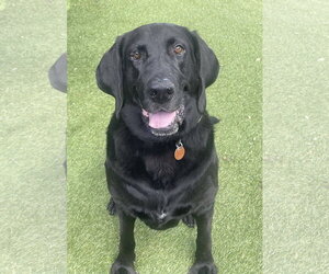 Labrador Retriever-Unknown Mix Dogs for adoption in Fort Worth, TX, USA