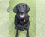 Small Photo #1 Labrador Retriever-Unknown Mix Puppy For Sale in Fort Worth, TX, USA