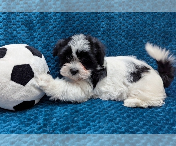 Medium Photo #1 Havanese Puppy For Sale in POST FALLS, ID, USA