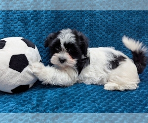 Havanese Puppy for sale in POST FALLS, ID, USA