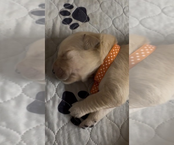 Medium Photo #3 Golden Retriever Puppy For Sale in FREMONT, OH, USA