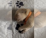 Small #2 Golden Retriever