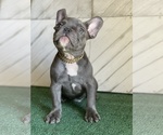 Small #2 French Bulldog