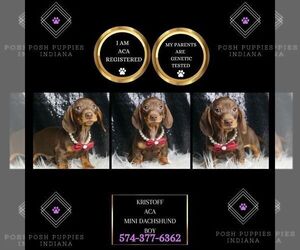 Dachshund Puppy for sale in WARSAW, IN, USA