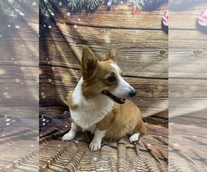 Mother of the Pembroke Welsh Corgi puppies born on 07/31/2022