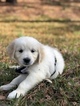 Small Photo #20 Golden Retriever Puppy For Sale in MACON, GA, USA