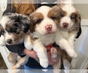 Australian Shepherd Puppy for Sale in MANCHESTER, New Hampshire USA