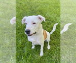 Small #9 Labrador Retriever Mix