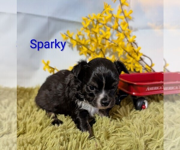 Medium Photo #7 Chihuahua Puppy For Sale in LEBANON, PA, USA