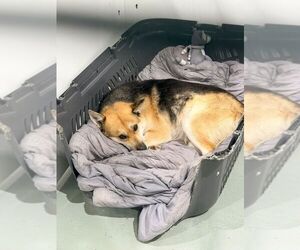 Mutt Dogs for adoption in Calgary, Alberta, Canada