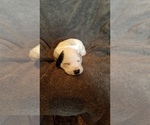 Small Photo #8 Dalmatian Puppy For Sale in LUDOWICI, GA, USA