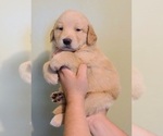 Small Photo #12 Golden Retriever Puppy For Sale in SALISBURY, NC, USA